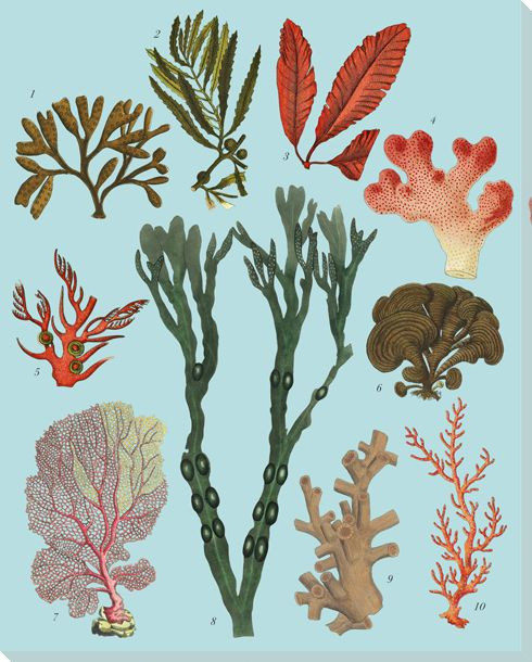 Botanical Study 3 Wrapped Canvas Giclee Art Print Wall Art