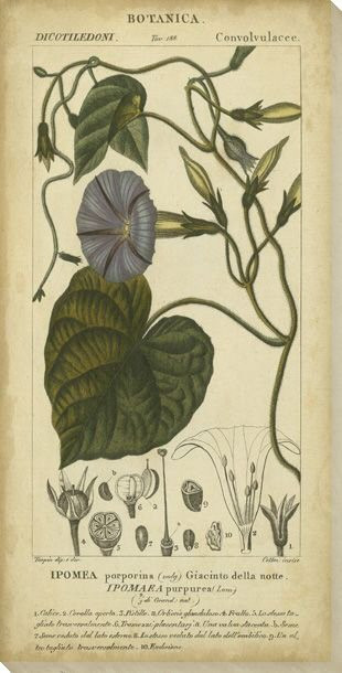 Floral Botanica I Wrapped Canvas Giclee Print Wall Art
