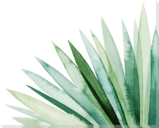 Watercolor Plume I Wrapped Canvas Giclee Art Print Wall Art