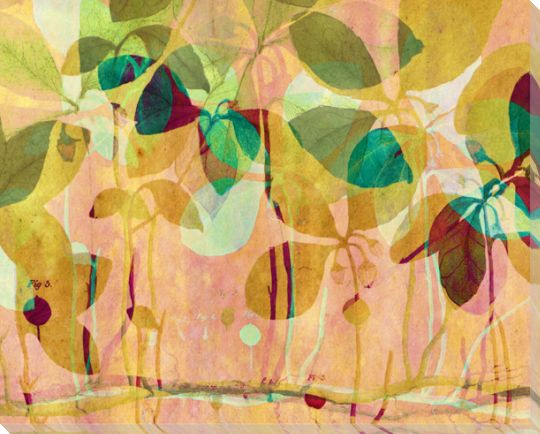 Botanical Musings 1 Wrapped Canvas Giclee Art Print Wall Art