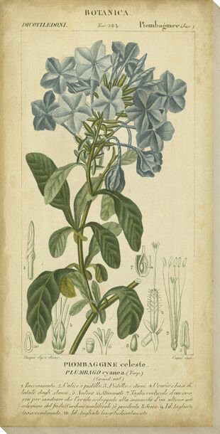 Floral Botanica II Wrapped Canvas Giclee Print Wall Art