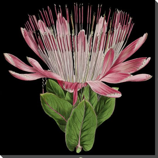 Dramatic Protea II Wrapped Canvas Giclee Art Print Wall Art
