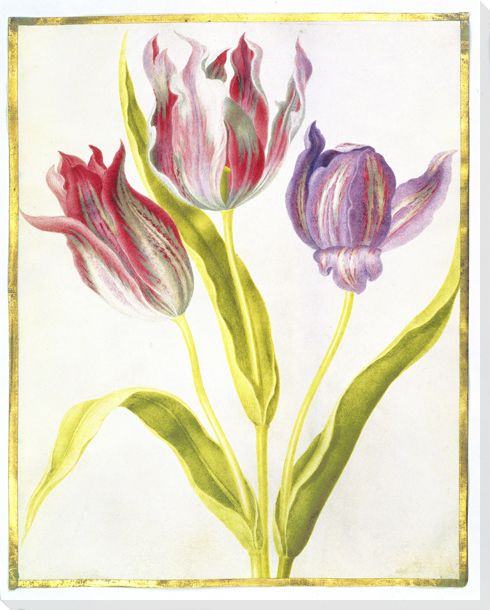 Tulips Flowers Wrapped Canvas Giclee Art Print Wall Art