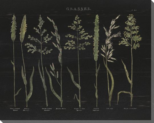 Herbal Botanical VII Black Wood Wrapped Canvas Giclee Art Print Wall Art