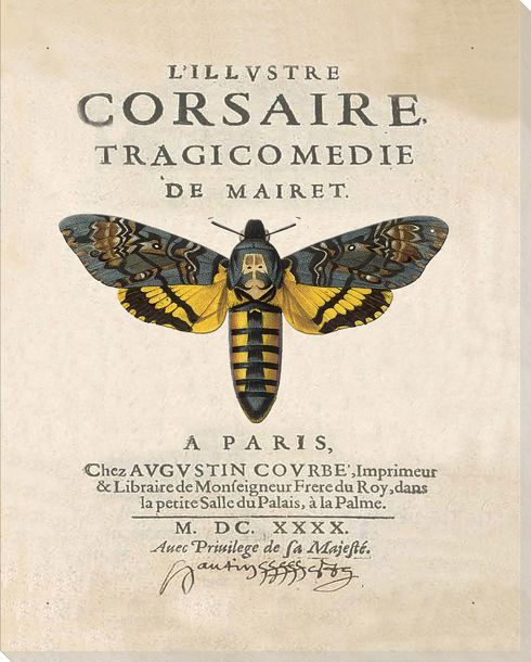 Corsaire Bug Wrapped Canvas Giclee Art Print Wall Art