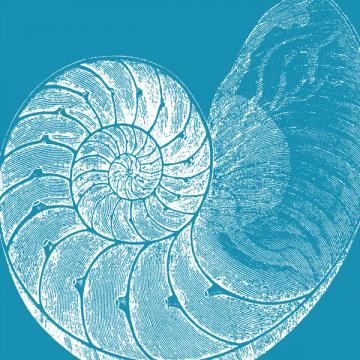 Saturated Shells IV Wrapped Canvas Giclee Art Print Wall Art