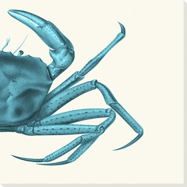 Contrasting Crab in Turquoise B Wrapped Canvas Giclee Art Print Wall Art