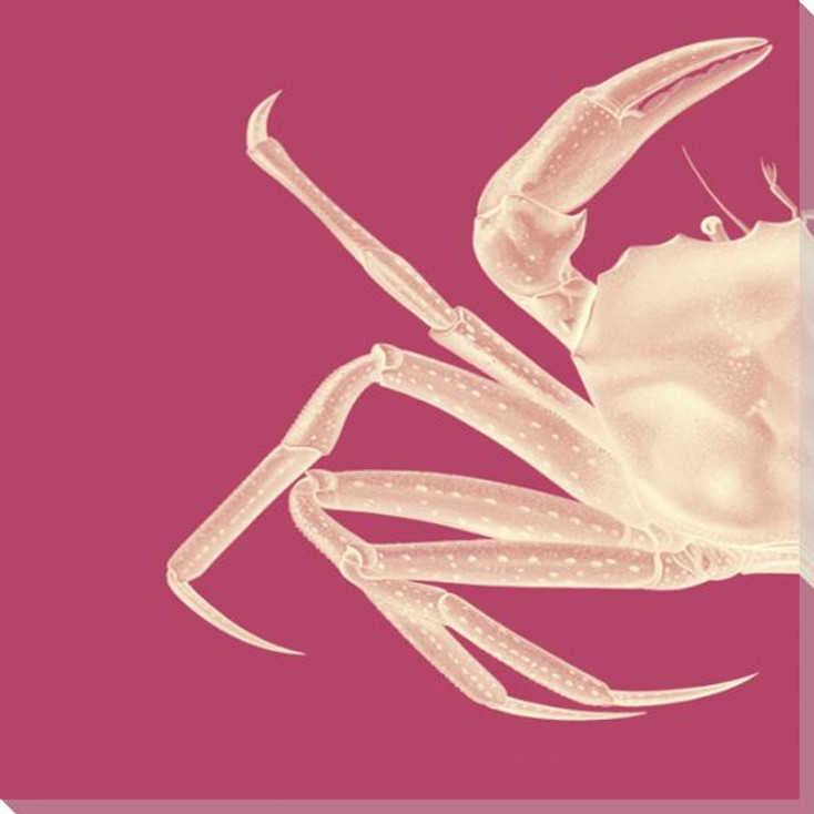 Contrasting Crab in Pink A Wrapped Canvas Giclee Art Print Wall Art