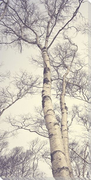 Tall Birch Trees I Wrapped Canvas Giclee Art Print Wall Art