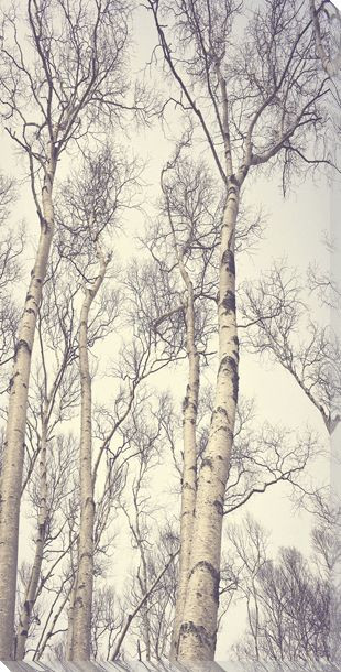 Tall Birch Trees II Wrapped Canvas Giclee Art Print Wall Art