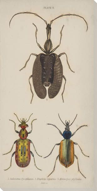Bug Plate 3 Wrapped Canvas Giclee Print Wall Art