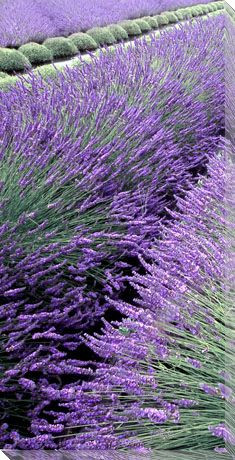 Lavender Row Left Wrapped Canvas Giclee Print Wall Art