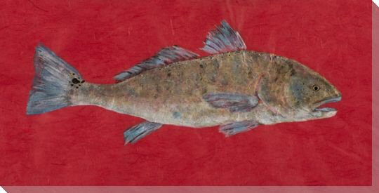 Super Red Redfish Wrapped Canvas Giclee Print Wall Art