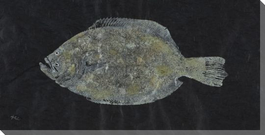 Lost Color Southern Flounder Fish Wrapped Canvas Giclee Print