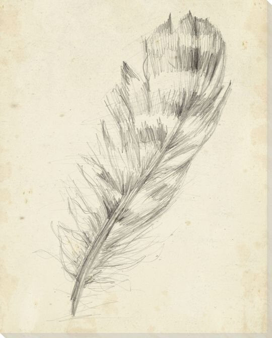 Feather Sketch II Wrapped Canvas Giclee Print Wall Art