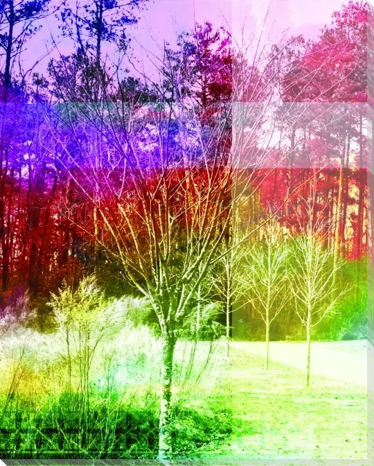 Fall's Splendor I Wrapped Canvas Giclee Print Wall Art