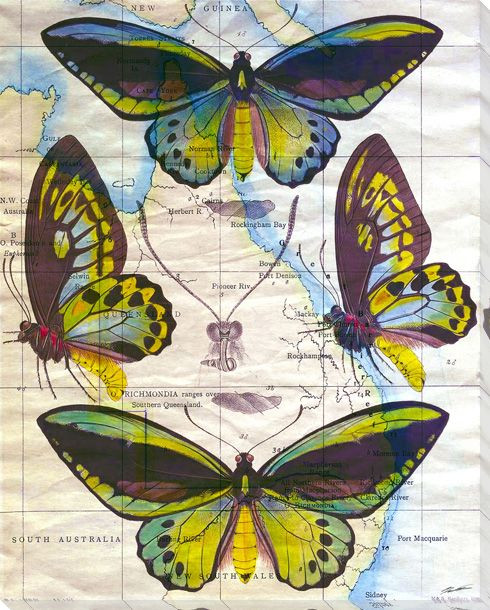 Butterfly Map III Wrapped Canvas Giclee Print Wall Art
