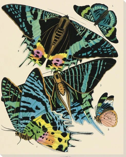 Exotic Butterfly II Wrapped Canvas Giclee Print Wall Art