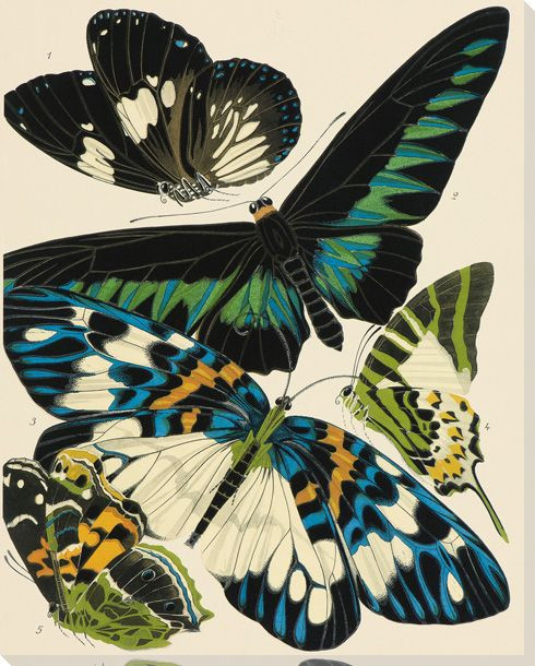 Exotic Butterfly III Wrapped Canvas Giclee Print Wall Art