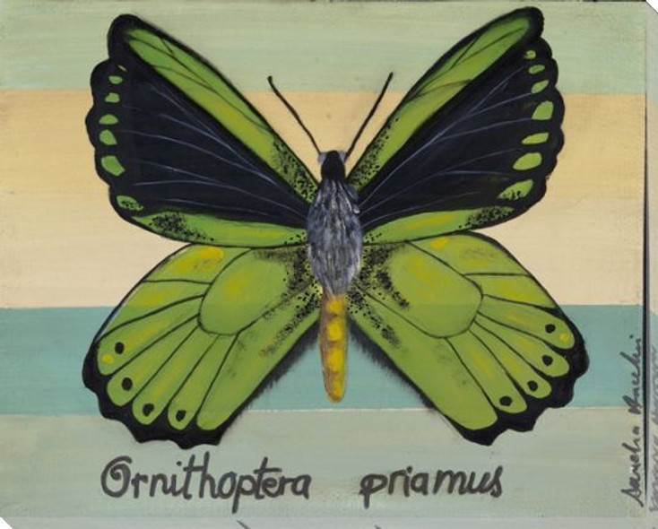 Ornithoptera Priamus Butterfly Wrapped Canvas Giclee Print