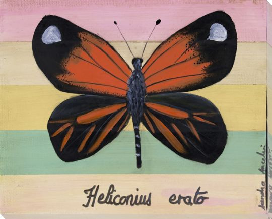 Heliconius Erato Butterfly Wrapped Canvas Giclee Print Wall Art