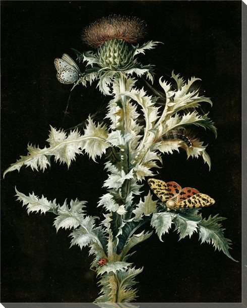 Butterflies and Insects on a Thistle Wrapped Canvas Giclee Print