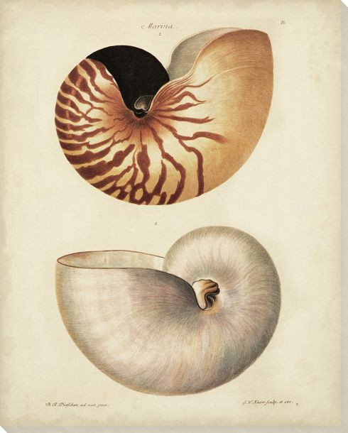 Antique Nautilus I Wrapped Canvas Giclee Print Wall Art