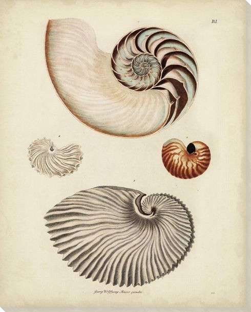 Antique Nautilus II Wrapped Canvas Giclee Print Wall Art