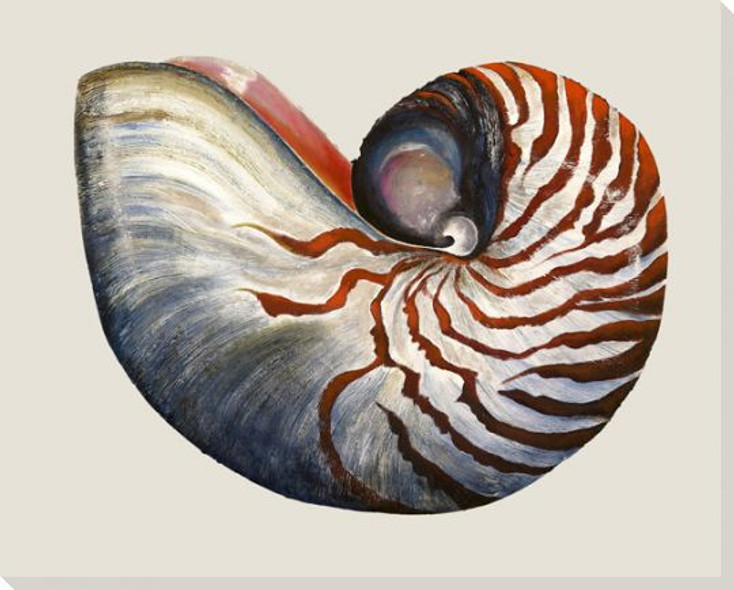Nautilus Shell Side Wrapped Canvas Giclee Print Wall Art