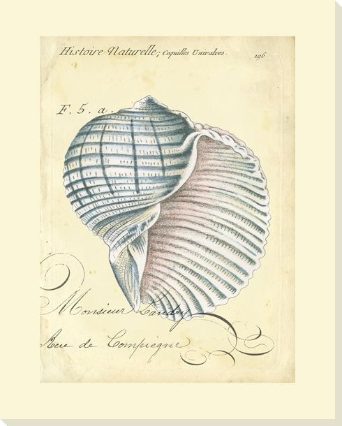 Seashell Ephemera V Wrapped Canvas Giclee Print Wall Art