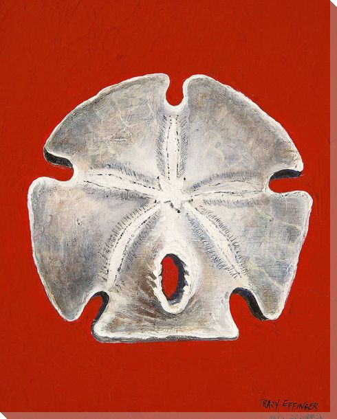 Arrowhead Sand Dollar Wrapped Canvas Giclee Print Wall Art