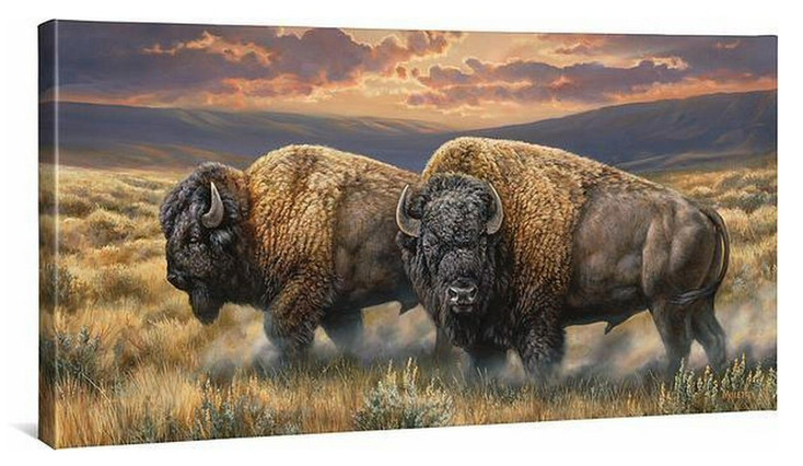 36" Dusty Plain Bison Gallery Wrapped Canvas Art Print Wall Art
