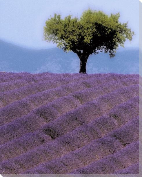 Lavender Hill Wrapped Canvas Giclee Print Wall Art