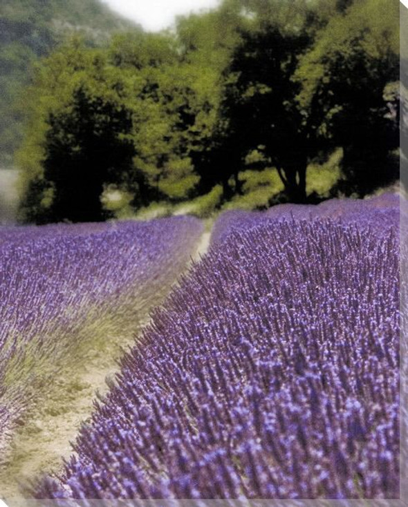 Lavender Path Wrapped Canvas Giclee Print Wall Art