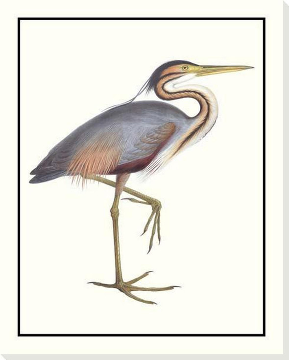 Purple Heron Bird Wrapped Canvas Giclee Art Print Wall Art
