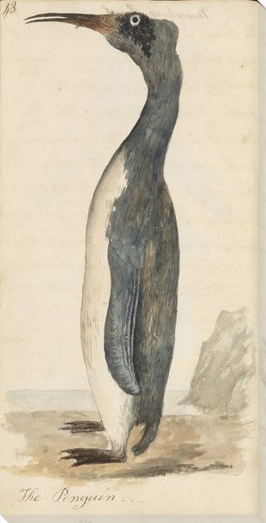 The Penguin Bird Wrapped Canvas Giclee Art Print Wall Art