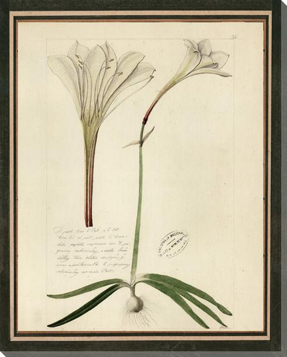 Botanical Iconographic 4 Wrapped Canvas Giclee Art Print Wall Art