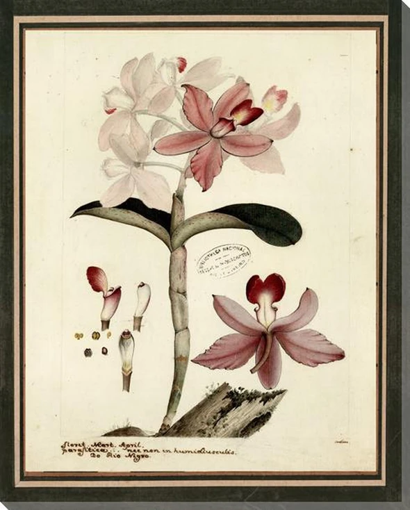 Botanical Iconographic 5 Wrapped Canvas Giclee Art Print Wall Art