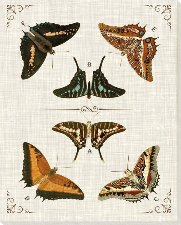 Butterfly Collection 1 Wrapped Canvas Giclee Art Print Wall Art