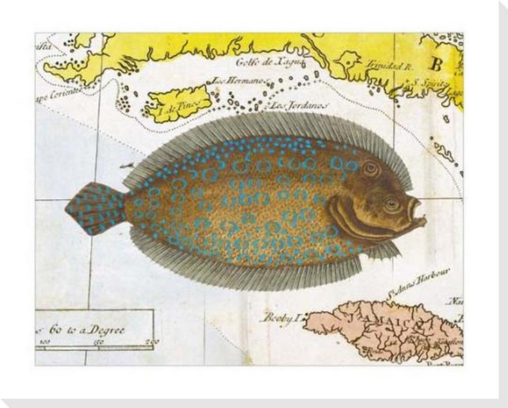 Sole Fish Wrapped Canvas Giclee Art Print Wall Art