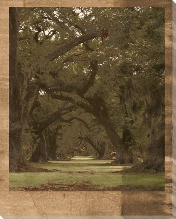 Low Country Trees I Wrapped Canvas Giclee Print Wall Art