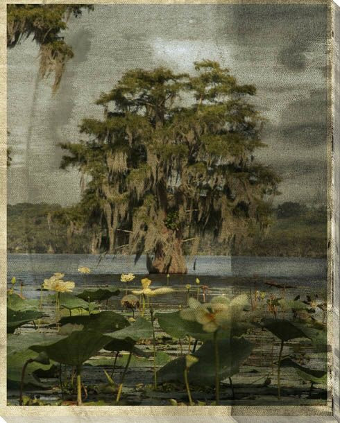 Low Country Trees III Wrapped Canvas Giclee Print Wall Art