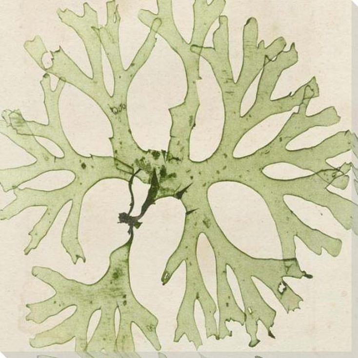 Brilliant Seaweed III Wrapped Canvas Giclee Art Print Wall Art
