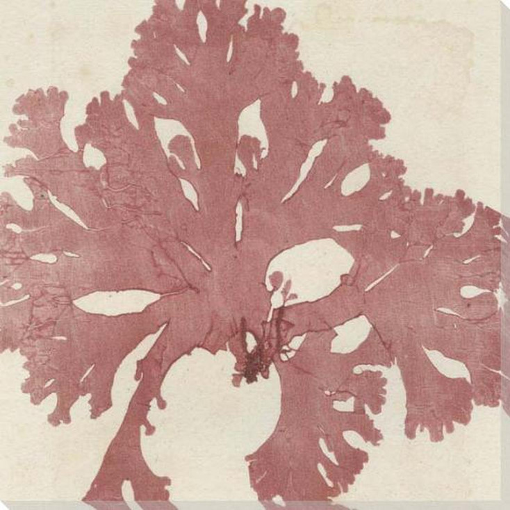 Brilliant Seaweed V Wrapped Canvas Giclee Art Print Wall Art