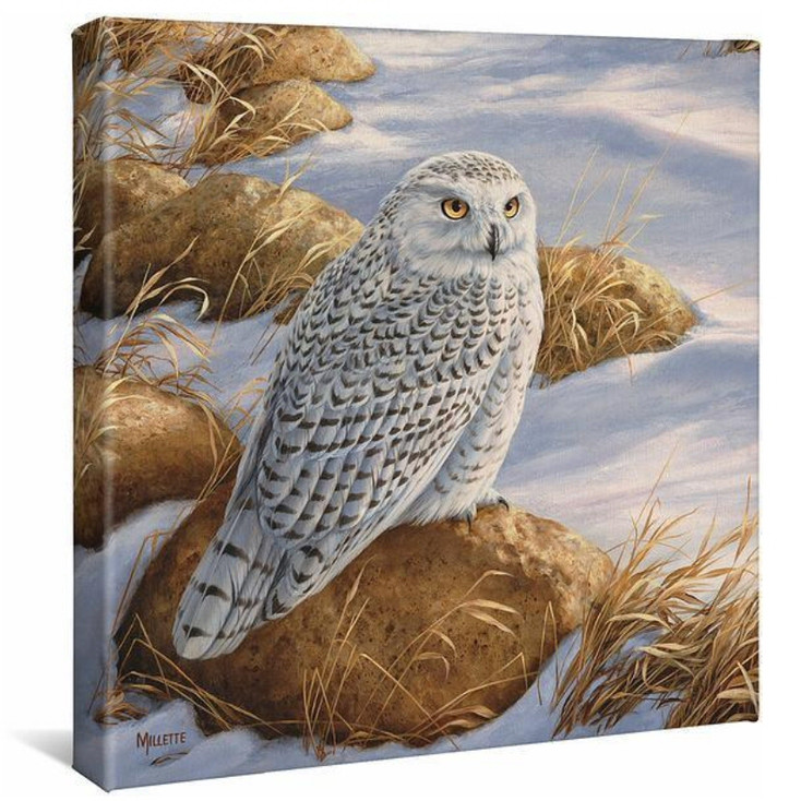 14" x 14" Stoney Outlook Snowy Owl Wrapped Canvas Wall Art