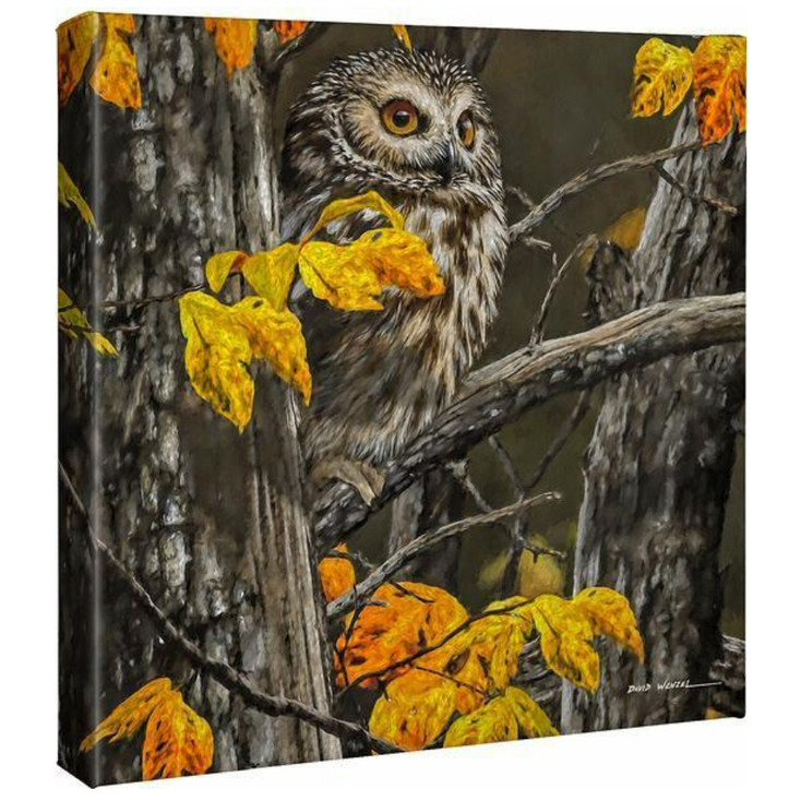 14" x 14" Woodland Saw-whet Owl Wrapped Canvas Wall Art