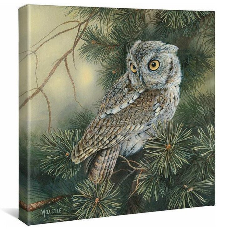 14" x 14" Screech Owl Wrapped Canvas Wall Art
