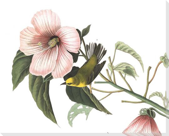 Blue Winged Yellow Warbler Bird Detail Plate #20 Wrapped Canvas Giclee Art Print Wall Art
