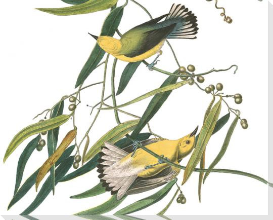 Prothonotary Warbler Bird Detail Plate #3 Wrapped Canvas Giclee Art Print Wall Art
