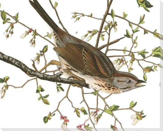 Song Sparrow Bird Detail Plate #25 Wrapped Canvas Giclee Art Print Wall Art